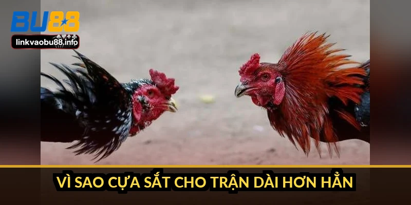Vì sao cựa sắt cho trận dài hơn hẳn