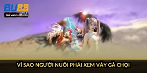 Vì sao người nuôi phải xem vảy gà chọi