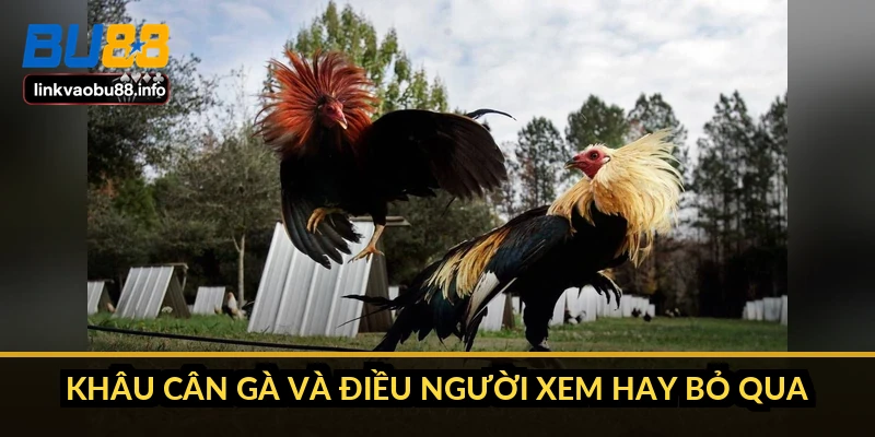 Khâu cân gà và điều người xem hay bỏ qua