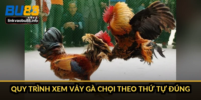 Quy trình xem vảy gà chọi theo thứ tự đúng