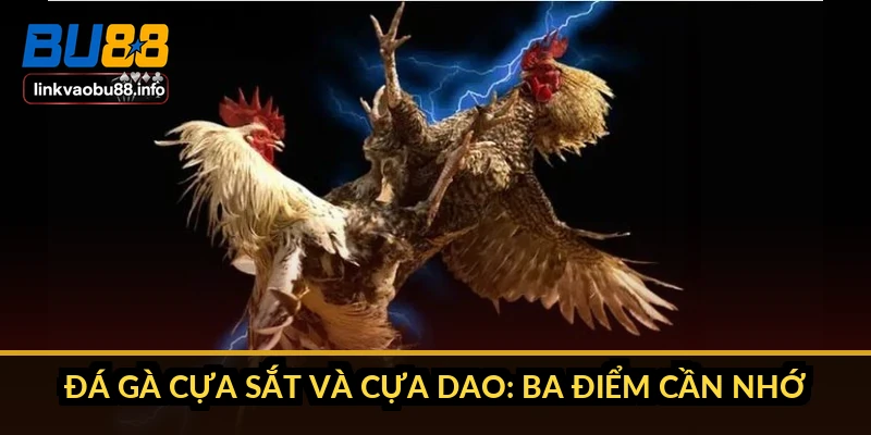 Đá gà cựa sắt và cựa dao: ba điểm cần nhớ