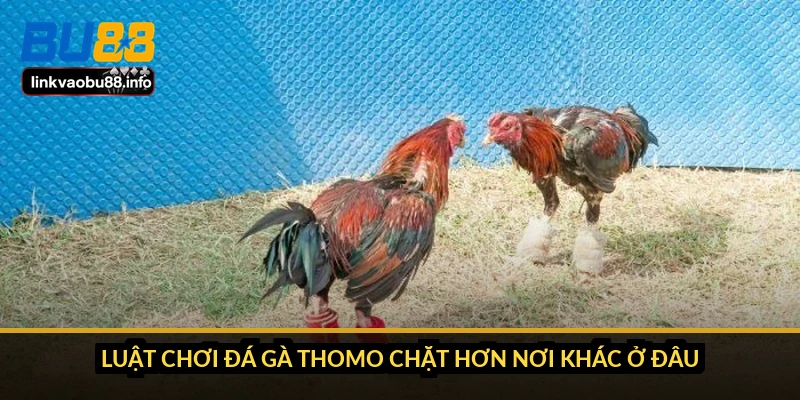 Luật chơi đá gà Thomo chặt hơn nơi khác ở đâu